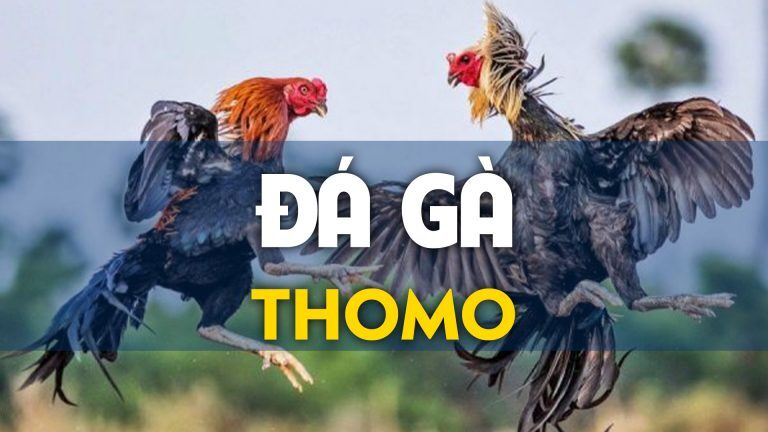 Khám phá những điều không nên bỏ lỡ trong đá gà trực tiếp Thomo C1